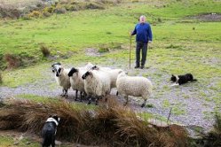 Kells Sheep Centre Ring Of Kerry